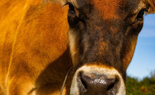 Shipping Information