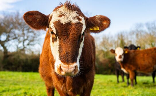 Return/Refund Policy