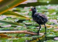 Baby Moore hen on the ponds
