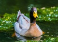 Wild Mallard duck on the ponds