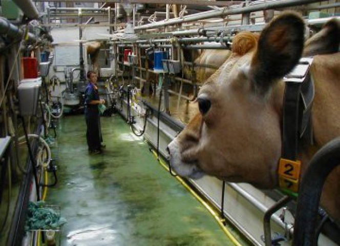 The Milking Parlour