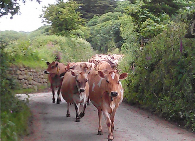 The cows coming home for milking