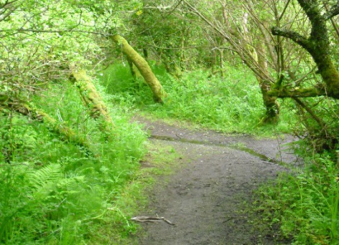 The pathway through the willow woods