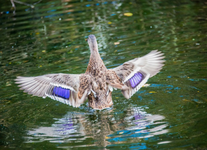 A male Mallard duck landing on the ponds