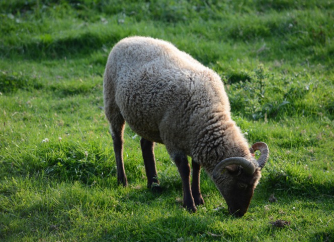 The Wiltshire horn sheep- easy to keep because they shed their wool in the spring