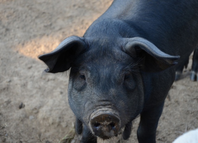 We rear two or three batches of pigs a year,  this is a Cornish Black,  there were good pigs but they did dig the ground up an awful lot.