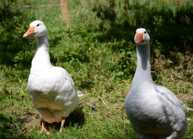 The geese are very talkative and usually waddle up to have a chat.