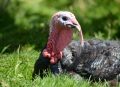 Godzilla the Turkey,  we just raise a few turkeys each year,  but Godzilla has been just magnificent for the last couple of years.