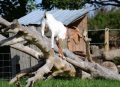 The goats are remarkably Agile, and can climb trees.