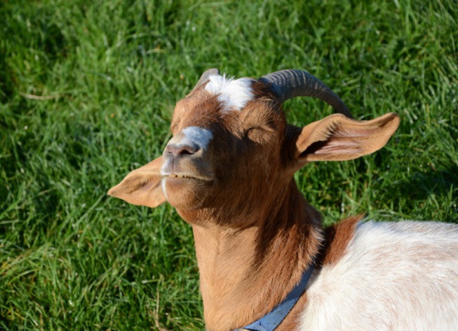 Tanning - goat style!!